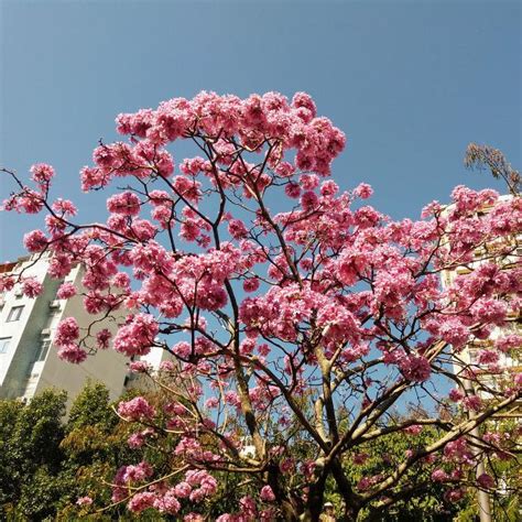 鐵樹開花好唔好|鐵樹開花好不好 開花的風水寓意